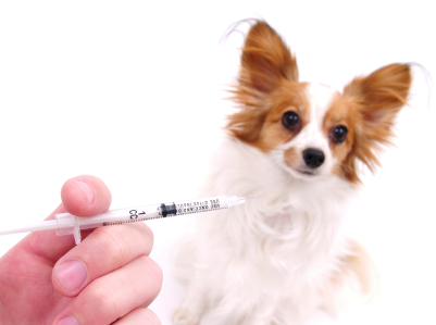 puppy vaccine clinic