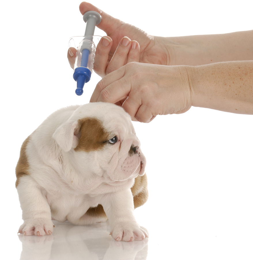 how much is a dog vaccination